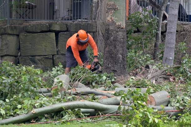 Best Lot and Land Clearing Services  in USA